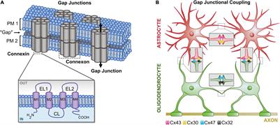 Approaches to Study Gap Junctional Coupling